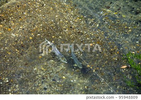 Running salmon (pair) Running salmon (pair) 95948809