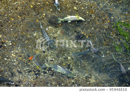 Salmon running upstream (spawning behavior) Salmon running upstream (spawning behavior) 95948810