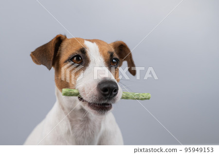 Jack Russell Terrier dog holding a rawhide toothpick in his teeth. Jack Russell Terrier dog holding a rawhide toothpick in his teeth. 95949153