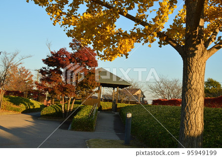 陽光明媚的秋天,金黃的銀杏,難波多城公園 陽光明媚的秋天,金黃的銀杏,難波多城公園 95949199