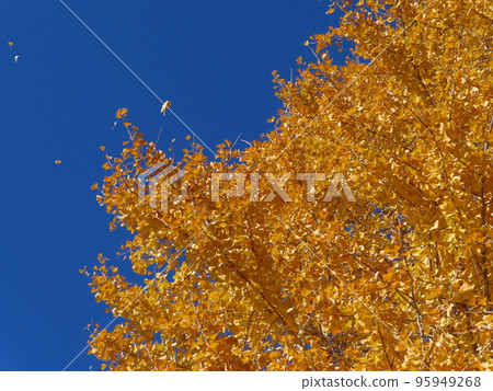 Ginkgo leaves dancing in the wind Ginkgo leaves dancing in the wind 95949268