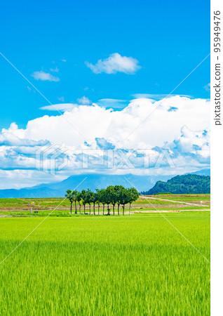 Rice racks in Ikegahara, Niigata 95949476