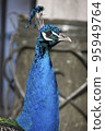 Peacock face 95949764