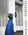 Peacock face 95949765