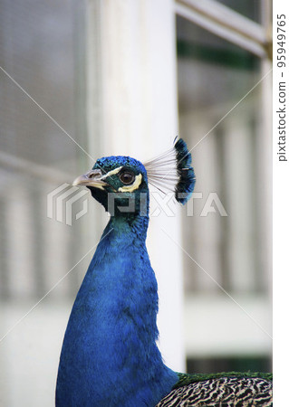 Peacock face Peacock face 95949765