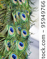 Peacock feathers 95949766