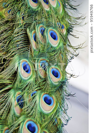 Peacock feathers Peacock feathers 95949766