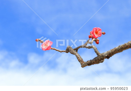 紅梅/梅花 紅梅/梅花 95950023