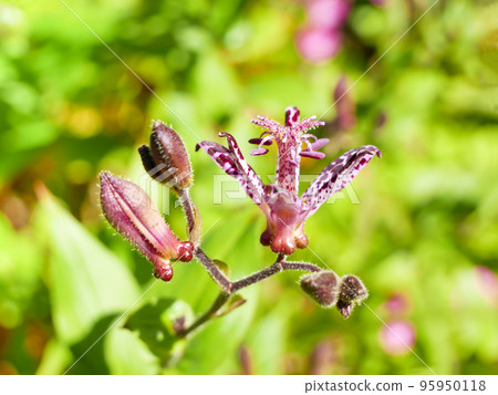 Hototogisu花 95950118