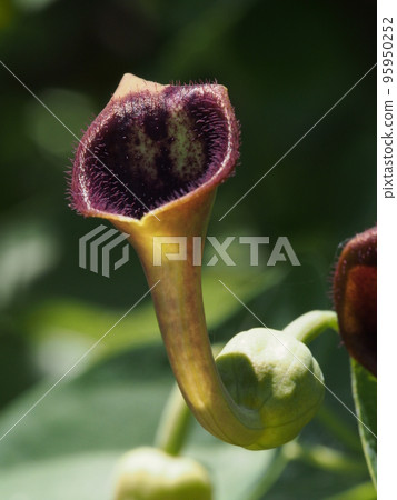 Flower of a horn tuna Flower of a horn tuna 95950252