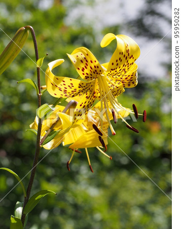 Scutellaria lily Lilium lancifolium var. flaviflorum Scutellaria lily Lilium lancifolium var. flaviflorum 95950282