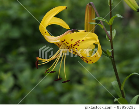 星百合 Lilium lancifolium var. flaviflorum 95950283