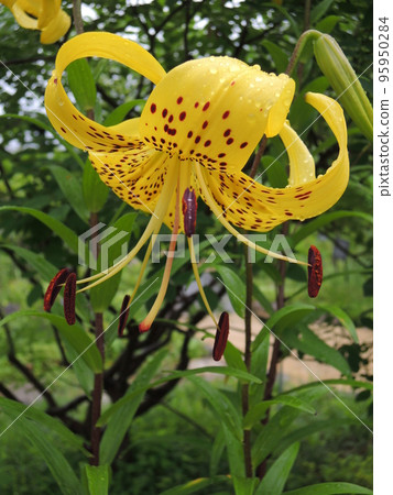 Star lily Lilium lancifolium var. flaviflorum Star lily Lilium lancifolium var. flaviflorum 95950284