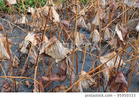 Autumn lotus pond Autumn lotus pond 95950333
