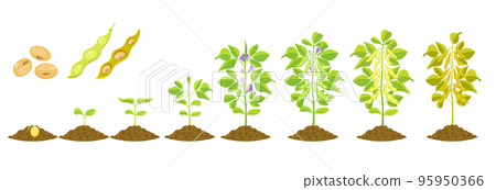 Soybean growth is gradual. Phases of development of leguminous plants. Cycle of growing beans in agriculture 95950366