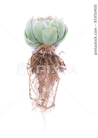 Echeveria Succulent rooted cutting Plant with roots Isolated on White Background 95950400