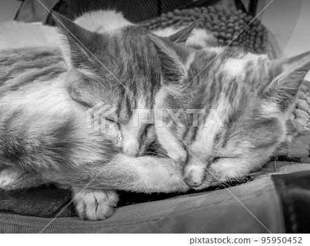 Nap - Chibi and Minilla 95950452