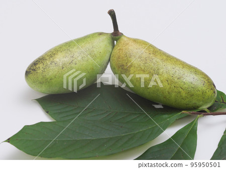 Pawpaw fruit and leaves white background 95950501