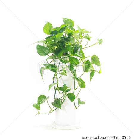 室內植物，綠蘿完美的綠色盆栽植物 [白色背景] 95950505