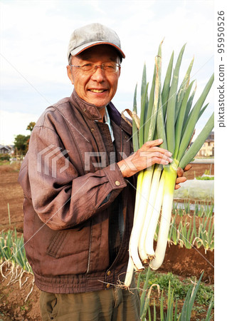Harvesting green onions, senior male 95950526