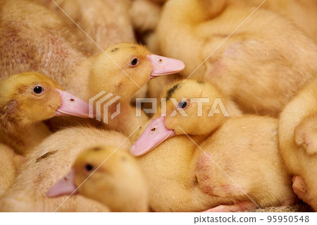 Beautiful little ducklings close-up in an incubator. Agriculture. Incubator. Chicks crowd in the corral. Industrial breeding of ducks. Birds on a poultry farm. Many ducks in one photo. Beautiful little ducklings close-up in an incubator. Agriculture. Incubator. Chicks crowd in the corral. Industrial breeding of ducks. Birds on a poultry farm. Many ducks in one photo. 95950548