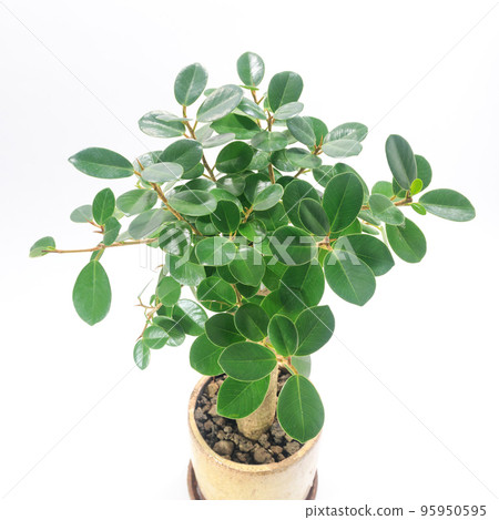 熊貓榕葉與可愛的圓葉[白色背景] 95950595