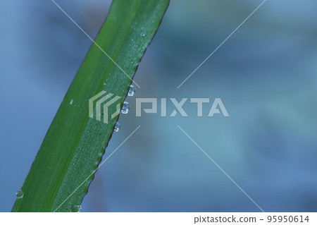 Morning dew 95950614