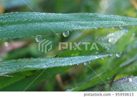 Morning dew 95950615