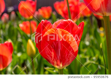 春天的陽光和郁金香 95950676