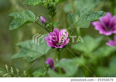 一隻蜜蜂棲息在紫色棉花糖上 95950679