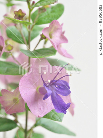 Chinese hat flowers 95950682