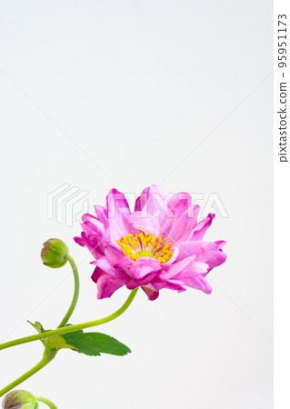 Cute pink flowers on white background Cute pink flowers on white background 95951173