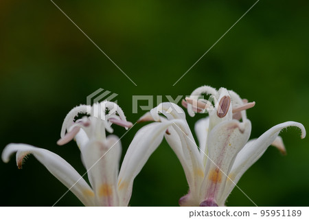 White cuckoo flowers in full bloom White cuckoo flowers in full bloom 95951189