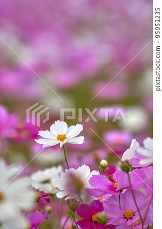波斯菊花特寫鏡頭 波斯菊花特寫鏡頭 95951235