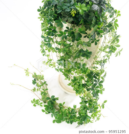 Ornamental plant, sugar vine leaf [white background] 95951295