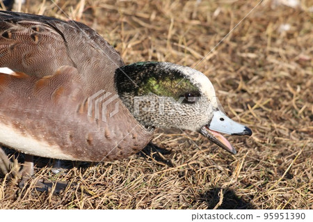 美國綠鳥男 美國綠鳥男 95951390