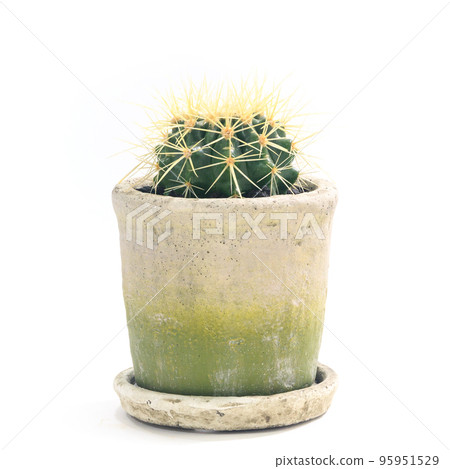 仙人掌盆栽植物和金沙奇（金沙奇）[白色背景] 95951529