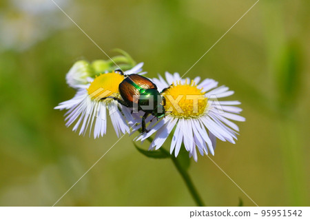 日本甲蟲 95951542