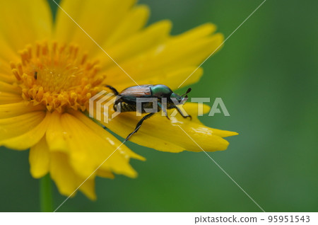 日本甲蟲 95951543