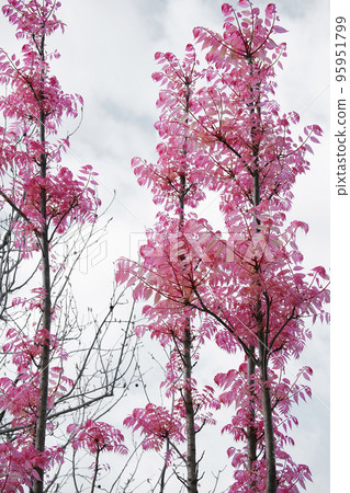 香椿 香椿 95951799