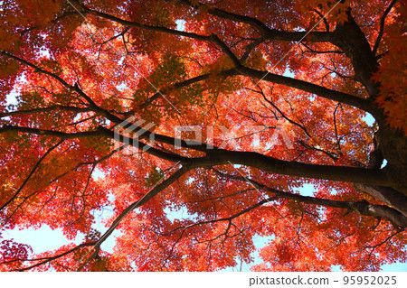 Autumn leaves Autumn leaves 95952025