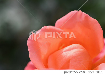 Autumn roses 95952045