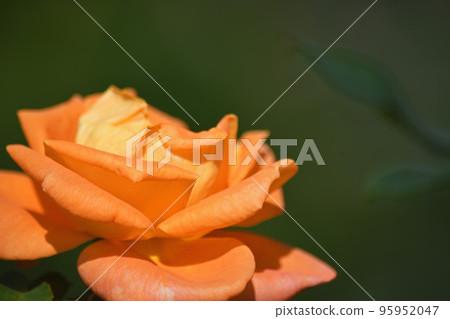 Autumn roses 95952047