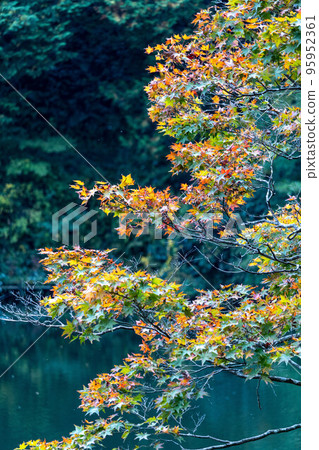 紅葉是秋天的風景 95952361