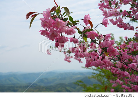 Mt. Yataka with the pink flowers of Hanakaidou and Kibi Kogen 2 Takahashi City, Okayama Prefecture Mt. Yataka with the pink flowers of Hanakaidou and Kibi Kogen 2 Takahashi City, Okayama Prefecture 95952395