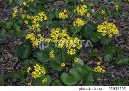 Yellow flowers of Zwabuki 95952505