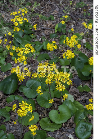 Yellow flowers of Zwabuki 95952506