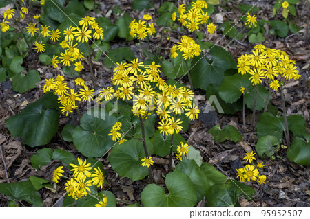 Yellow flowers of Zwabuki 95952507