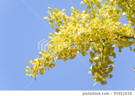 Blue sky and yellow ginkgo Blue sky and yellow ginkgo 95952658