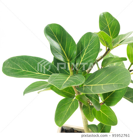 孟加拉榕樹葉、觀葉植物和滿足你願望的樹 [白色背景] 95952761